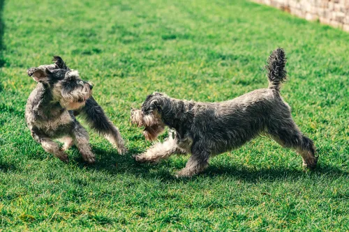 Hunde spielen