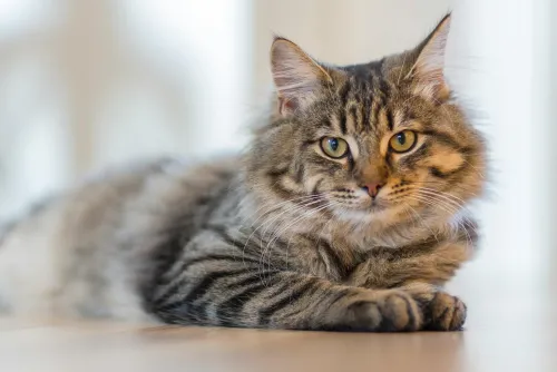 Tierkrankenversicherung für Katzen