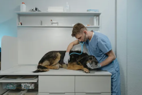 Tierhalter mit ihrem Haustier beim Tierarzt