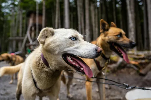 Tierkrankenversicherung für Hunde-1