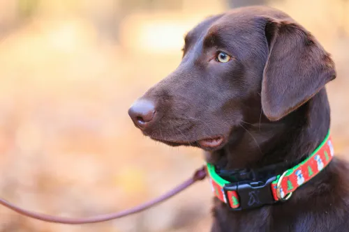 Schützende Hände über einem Hund